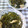meiのﾏﾏ's cooksnap of when they made 細切りこんぶと油揚げの煮物.