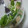 たろすけちゃん's cooksnap of when they made 男の料理 ツナと水菜のサラダ.