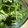 わかめるちょ's cooksnap of when they made 水菜とわかめのわさび和え.