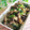 ayureo's cooksnap of when they made ほうれん草とシメジのマスタード＆チーズ.