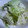 バボタン's cooksnap of when they made お茶漬けの素でお漬物.