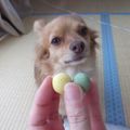 まくのうち's cooksnap of when they made ワンコ用ボーロ.