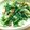 コッコおこ's cooksnap of when they made おかひじきの和え物**マヨポンで**.