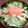 yukolake's cooksnap of when they made 我が家のニース風サラダ.