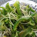 食いしん坊だよ's cooksnap of when they made ピーマンの塩昆布炒め.