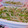 rie-tin's cooksnap of when they made じゃがいもときぬさやの炒め物.