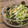 みみんご。's cooksnap of when they made ☆簡単☆かいわれ大根の海苔おかか和え.