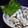 jun坊's cooksnap of when they made セロリ＆ささみの塩昆布和え.