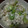 さるこりん's cooksnap of when they made ■そら豆とオキアミの簡単白和え■.