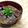 momosukekan's cooksnap of when they made ねっとりウマイ！かつおのゴマ漬け丼.