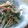 sweetmacaron's cooksnap of when they made ごぼうと水菜のサラダ.