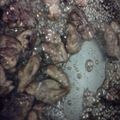 かちゅーる's cooksnap of when they made 豚レバーのから揚げ.