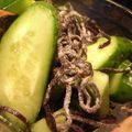 tomokoshiawase's cooksnap of when they made キュウリの即席浅漬け☆塩昆布入り♪.