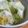 ユーロン's cooksnap of when they made 白菜の浅漬け.