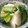 ♡dorami♡'s cooksnap of when they made 塩麹さんで＊きざみ野菜のさっとあえ＊.