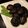 めぐとらごん's cooksnap of when they made 散らし用　味付け椎茸.