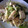 らみねす's cooksnap of when they made 簡単　鶏ムネ肉とネギの粒マスタード.