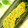 imoco92's cooksnap of when they made 鮭のネギ味噌マヨ焼き.