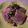 ハナ☆クロ's cooksnap of when they made 塩豚の梅ポン焼.