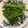 クックIB82OG☆'s cooksnap of when they made あれ？おいしい！菜の花のおひたし.