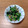 みぃくんのママ's cooksnap of when they made 春菊とえのきの胡麻海苔和え.