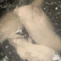 MULA's cooksnap of when they made 簡単！やわらかしっとりな鶏ササミの茹で方.
