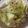クックZXVGRO☆'s cooksnap of when they made レタスと鶏モモ肉の旨塩レモン炒め.