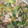 ペーシェ's cooksnap of when they made ＊豚バラと青梗菜のとろみあん＊.