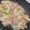 もも's cooksnap of when they made 豚バラキャベツのやみつき塩だれ炒め.