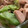 MULA's cooksnap of when they made *魚肉ソーセージとレタスの中華風蒸し*.