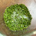 ちぱちぱさん's cooksnap of when they made シソの実の塩漬け　さっと茹でる作り方.