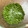 ちぱちぱさん's cooksnap of when they made シソの実の塩漬け　さっと茹でる作り方.
