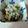 気まぐれヨッシー☆'s cooksnap of when they made わかめの和え物－糖尿高血圧でもおいしい.