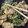 クック7M61NW☆'s cooksnap of when they made やみつき！鶏とピーマンのオイマヨ炒め.