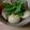 chie-zou88's cooksnap of when they made 甘くない豚の角煮　.