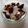 Spain's cooksnap of when they made ダイエットでも豪華なヨーグルトな食べ方☆.
