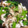 Ｒ's cooksnap of when they made ほうれん草とちくわのナムル.