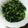 かぴーな's cooksnap of when they made ＊大根葉と茎のふりかけ＊.