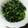かぴーな's cooksnap of when they made ＊大根葉と茎のふりかけ＊.