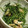 MEGuREEN's cooksnap of when they made おかひじきとお揚げの辛子醤油和え.
