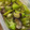 ふぁんころ's cooksnap of when they made なすとししとうの焼きびたし.