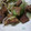 harumidori's cooksnap of when they made スパムとレタスの香ばし炒め.