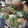 ayappe♪'s cooksnap of when they made あさりバター風味？の酒蒸し.