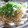 たべたいち's cooksnap of when they made 大根と桜海老のサラダ.