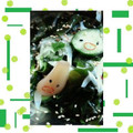 ＭＡＹＯＭＡＹＯ　's cooksnap of when they made 簡単＊らっきょう酢の物.