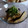 さとみにぃ～'s cooksnap of when they made 揚げナスの簡単さっぱりネギタレあえ.