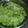 わかめるちょ's cooksnap of when they made しんなりレタスも不思議としゃっきり.