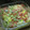 ちべターリー's cooksnap of when they made 小アジの南蛮漬け.