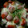 にょろも♪'s cooksnap of when they made 便秘解消♪丸ごとレタスの蒸しイタリアン鍋.