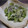 らんぴん's cooksnap of when they made ＊キャベツとしらすのゆかり和え＊.